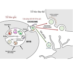 Exosome là gì? Tất cả những điều cần biết về công nghệ làm đẹp hót nhất ngành làm đẹp