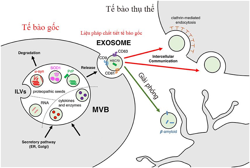 20200209_032414_785498_exosome.max-1800x1800.jpg