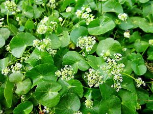 Centella asiatica